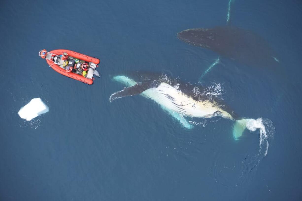 Two humpback whales swim in the Antarctic.