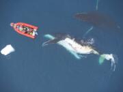 Two humpback whales swim in the Antarctic.