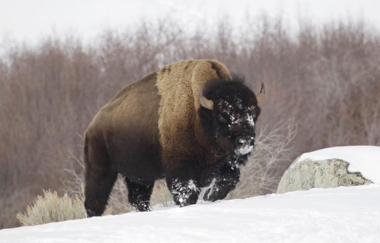 FILE - In this Feb. 12, 2011 file photo a bison from Yellowstone National Park walks through the snow shortly before being shot and killed during a hunt by members of an American Indian tribe, near Gardiner, Mont. National park officials in Wyoming have announced plans for the selective slaughter of between 600 and 900 Yellowstone bison this winter to help manage population numbers. (AP Photo/Ted S.