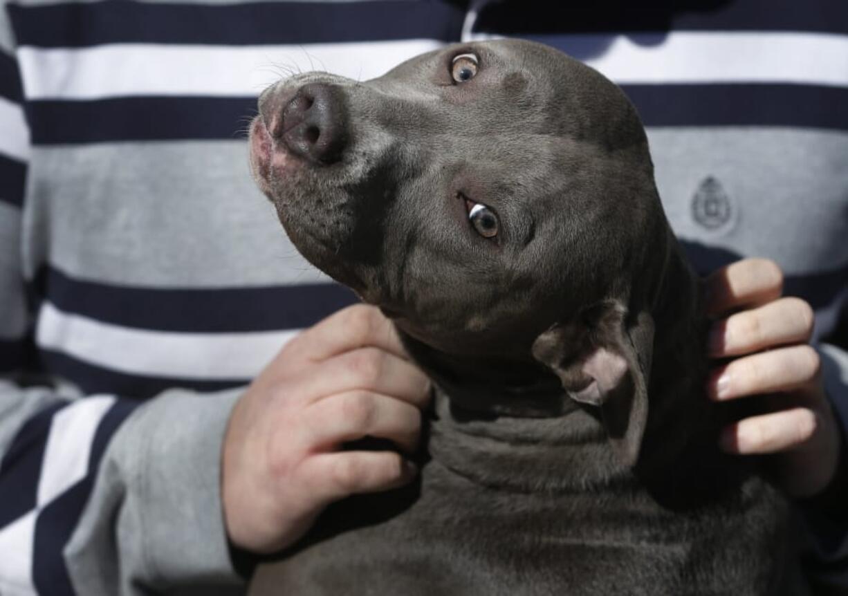 A new law says Washington cities and towns that ban entire breeds of dogs or define them as potentially dangerous, such as pit bulls, must create a &quot;reasonable&quot; process for exempting a well-behaved pooch.