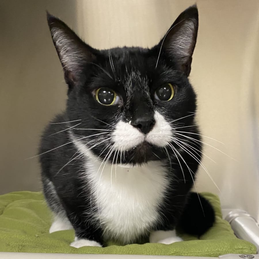 Chester is looking for a home with no kids younger than age 10 and would like to meet any older kids in the home prior to adoption. This 11-year-old would like a slow intro to his new home because he can be a little shy. These pets are among those available for adoption from noon to 6 p.m. Tuesday through Sunday at the Humane Society for Southwest Washington, 1100 N.E. 192nd Ave., Vancouver. The Humane Society is closed to the public on Mondays. Fees -- which can include registered microchip, health exam, a spay or neuter certificate and vaccination -- vary.