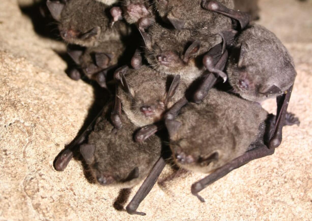 A cluster of hibernating gray bats (Myotis grisescens).