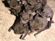 A cluster of hibernating gray bats (Myotis grisescens).