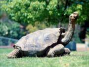 Diego, the former San Diego tortoise, strikes a pose at the San Diego Zoo, where he was on exhibit for about 40 years.