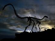 The fossilized skeleton of a dinosaur is seen in December at the headquarters of CAPPA, a Brazilian research support center for paleontology in Sao Joao do Polesine, Brazil.