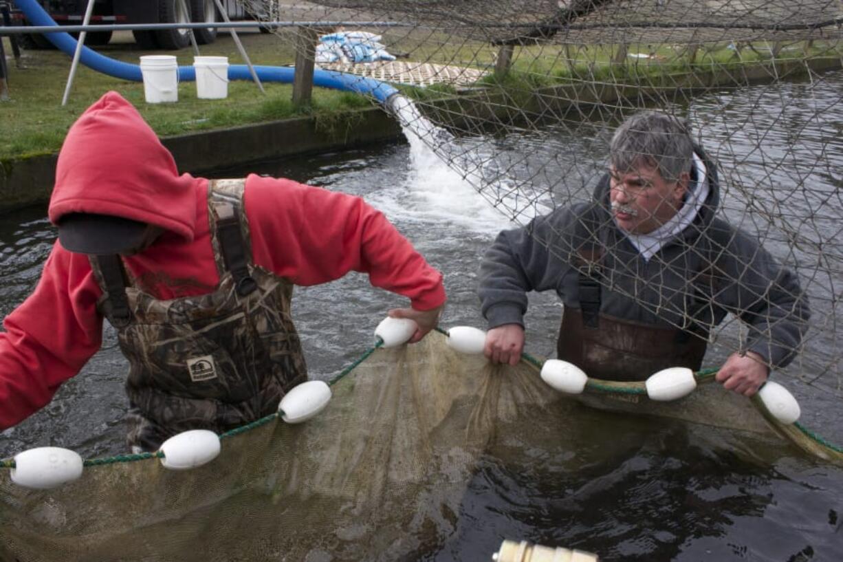 Washington Department of Fish and Wildlife technicians net salmon smolts. With the WDFW facing a budget shortfall, the legislature is being asked to step in and provide additional funding to keep current services going.