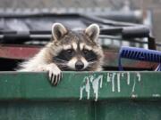 The first raccoons wandered into developed areas in the 1950s, attracted by all the free food, water and shelter we offered.