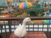 Ben Afquack at the Mall of America.