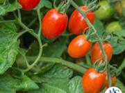 Tomato Celano is an early grape tomato with phenomenal yield.