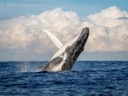 Humpback whales eat both krill and anchovies, depending on what&#039;s available. Krill tend to thrive in deeper and colder waters, and well up with the typical currents along the California coast.