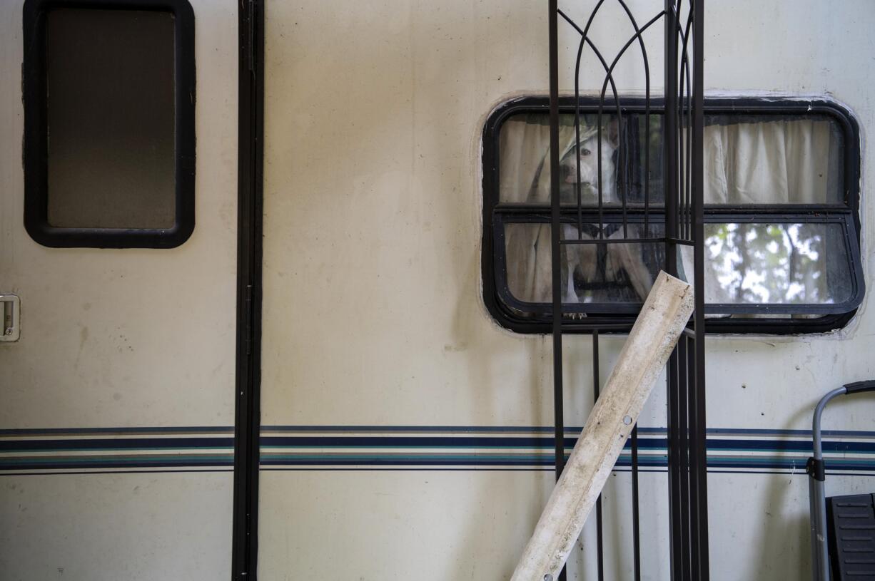 A dog looks out the window of an RV as children play outside at the Lewis River RV Park in Woodland in May.