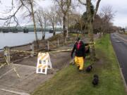 Sandy Robinson of Vancouver walks along the Waterfront Renaissance Trail with her miniature dachshunds in Vancouver on Jan. 8, 2020. Robinson said she walks the trail about once a week and the construction hasn't bothered her. "It needed it," she said.