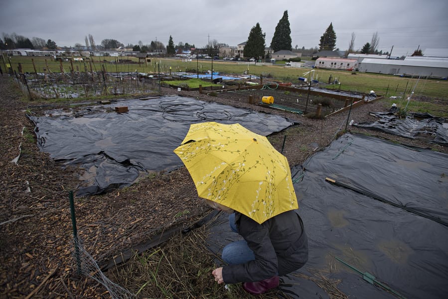 Vancouver resident Nancy Christensen weeds under soggy conditions at the 78th Street Heritage Farm in January.