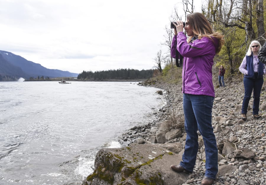 Jaime Herrera Beutler uses binoculars to view a sea lion on the Columbia River near Bonneville Dam in 2018.