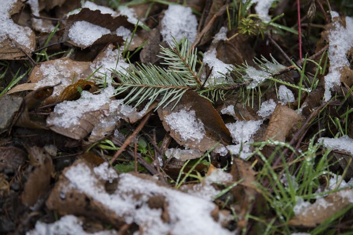 A sparse amount of snow, not even a dusting, could be found on the ground Monday in Yacolt. There were isolated school delays in parts of Clark County on Monday morning, with the potential for modest low-elevation accumulation today through Thursday morning.