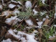 A sparse amount of snow, not even a dusting, could be found on the ground Monday in Yacolt. There were isolated school delays in parts of Clark County on Monday morning, with the potential for modest low-elevation accumulation today through Thursday morning.