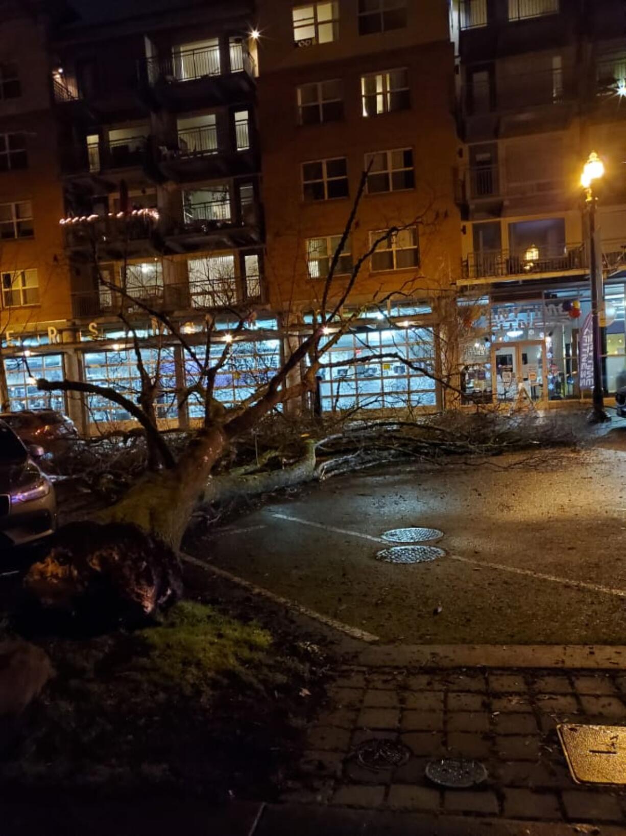 A large tree on the western edge of Esther Short Park toppled into Esther Street, narrowly missing cars and the Esther Short Commons building, on the evening of Jan. 18.