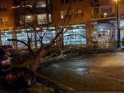 A large tree on the western edge of Esther Short Park toppled into Esther Street, narrowly missing cars and the Esther Short Commons building, on the evening of Jan. 18.