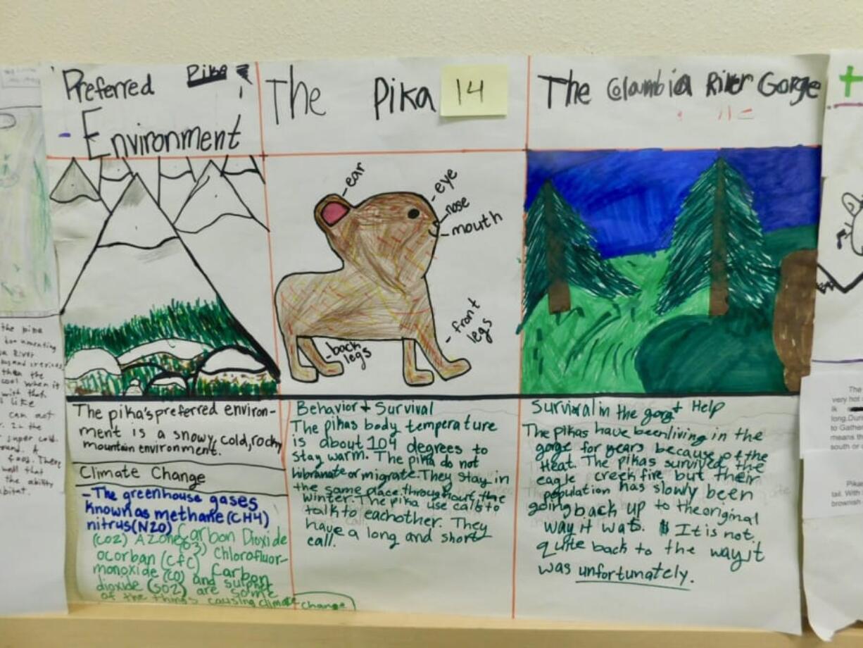 RIDGEFIELD: Union Ridge Elementary students made posters about the pika with drawings and detailed information.