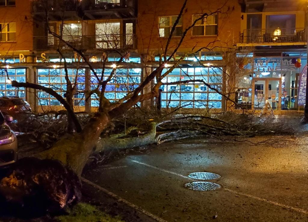 A large tree on the western edge of Vancouver's Esther Short Park toppled into Esther Street Saturday night. Witnesses said no one was injured and no property was damaged. City crews were working to remove the tree well into the night.