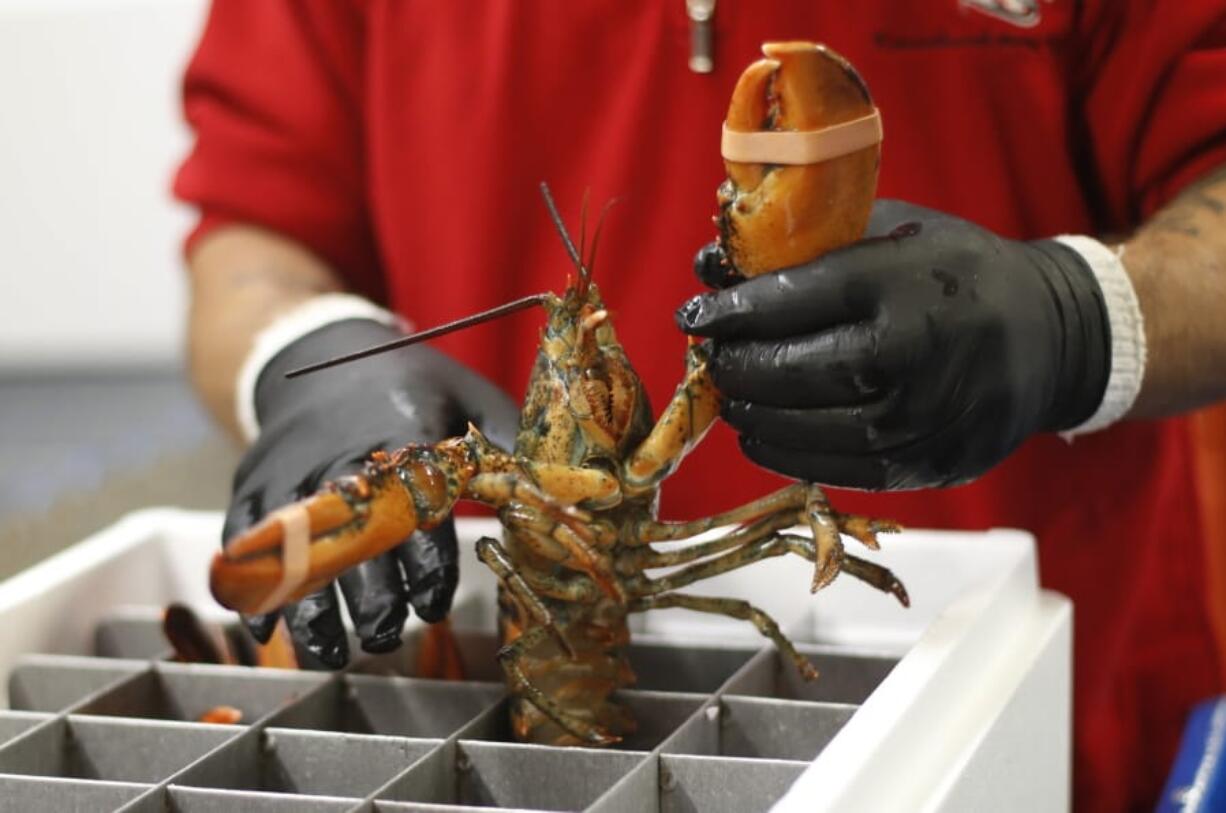 A live lobster is packed into a cooler for shipment to China at The Lobster Company in Arundel, Maine. The busiest season for lobster exports to China is around Chinese New Year, which took place Saturday.