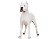 The dogo Argentino is a powerful big-game hunter that has made the American Kennel Club&#039;s list of recognized breeds. The club announced that the dog can compete in traditional, breed-judging shows.