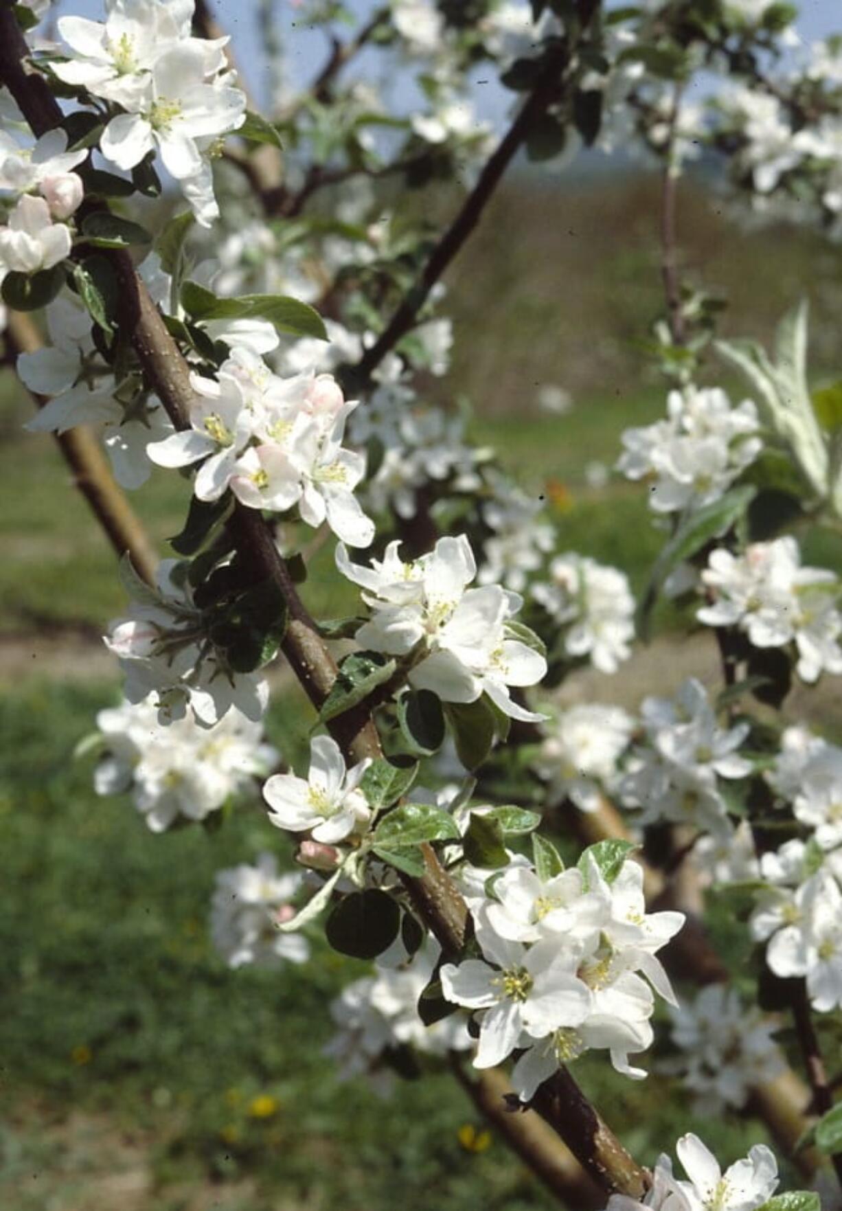 Apple blossoms in New Paltz, N.Y. Warm, spring temperatures can coax a spectacular show of apple blossoms only after the trees have put about 1000 accumulated hours of cool, not frigid, temperatures.