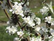 Apple blossoms in New Paltz, N.Y. Warm, spring temperatures can coax a spectacular show of apple blossoms only after the trees have put about 1000 accumulated hours of cool, not frigid, temperatures.