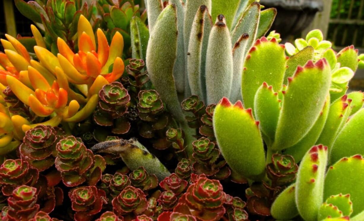 This June 19, 2013 photo shows an assortment of succulents growing in a home near Langley, Wash. Succulents exemplify the kinds of houseplants that need little if any maintenance. Succulents can go for long spells without water and grow slowly so they seldom need pruning or repotting.