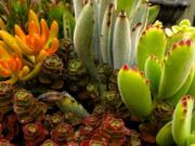 This June 19, 2013 photo shows an assortment of succulents growing in a home near Langley, Wash. Succulents exemplify the kinds of houseplants that need little if any maintenance. Succulents can go for long spells without water and grow slowly so they seldom need pruning or repotting.