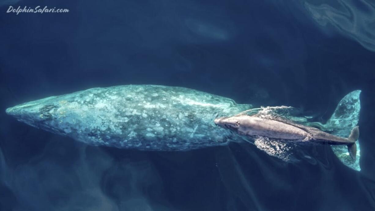 In this drone photo taken Tuesday, a baby gray whale swims with its mother off the Southern California coast near Dana Point, Calif. (grayden fanning/Capt.