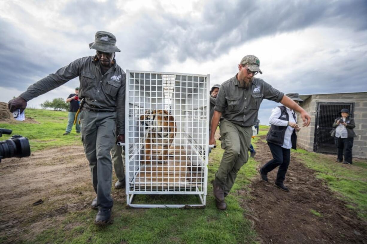 Stripes, one of 17 rescued tigers and lions from Guatemala circuses, is released Jan. 21 at the Animal Defenders International Wildlife Sanctuary in Winburg, South Africa. At right: Itza, one of 17 rescued tigers and lions, is released Jan. 21 at the sanctuary in Winburg, South Africa.