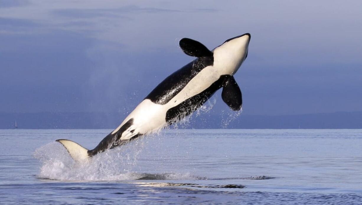 File - In this Jan. 18, 2014, file photo, a female resident orca whale breaches while swimming in Puget Sound near Bainbridge Island, Wash., as seen from a federally permitted research vessel.