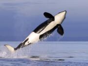 File - In this Jan. 18, 2014, file photo, a female resident orca whale breaches while swimming in Puget Sound near Bainbridge Island, Wash., as seen from a federally permitted research vessel.