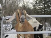 Lincoln, a Nubian goat, stands in her pen Jan. 24. She is running for a second term as honorary mayor of Fair Haven, Vt., against Sammy, a German shepherd police dog, as a fundraiser for a playground.