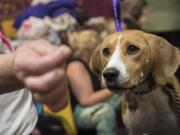 FILE - In this Feb. 12, 2018, file photo, Emmy, a harrier, keeps her eyes on a treat offered to her by handler Mike Gowen in the benching area before competing in the 142nd Westminster Kennel Club Dog Show, at Madison Square Garden in New York. Research shows that training dogs with food is more effective than using other rewards, like praise, and doesn&#039;t have the risks of alternative methods.