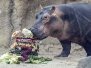 Fiona, a Nile Hippopotamus, eats her specialty birthday cake to celebrate turning three-years old this Friday, in her enclosure at the Cincinnati Zoo &amp; Botanical Garden, Thursday, Jan. 23, 2020, in Cincinnati. The Cincinnati Zoo is using the third birthday of its beloved premature hippo as a way to raise money for Australian wildlife affected by the recent bushfires. Instead of sending birthday gifts, the zoo is asking people to buy T-shirts that will directly benefit the Bushfire Emergency Wildlife Fund.