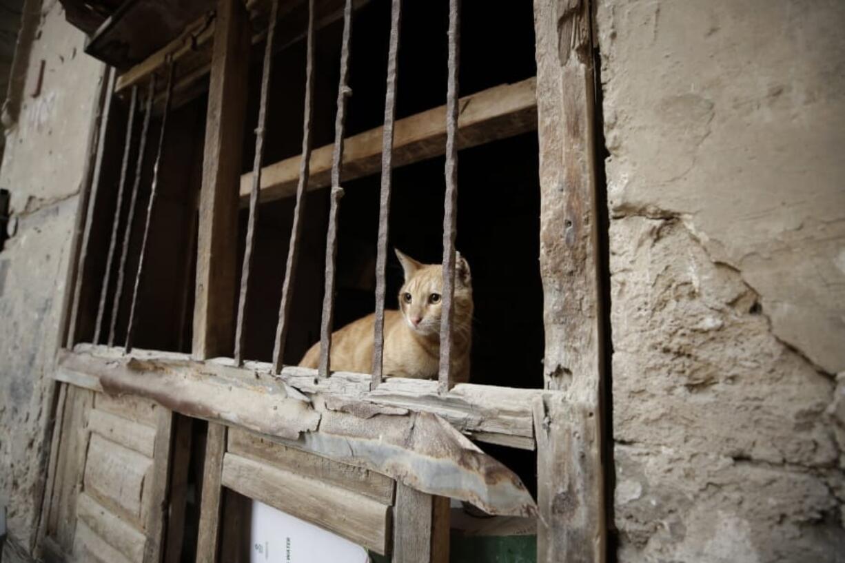 A cat stands behind a window of an old house in the historical Old City of Jiddah, Saudi Arabia, on Jan. 11.