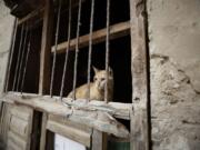 A cat stands behind a window of an old house in the historical Old City of Jiddah, Saudi Arabia, on Jan. 11.