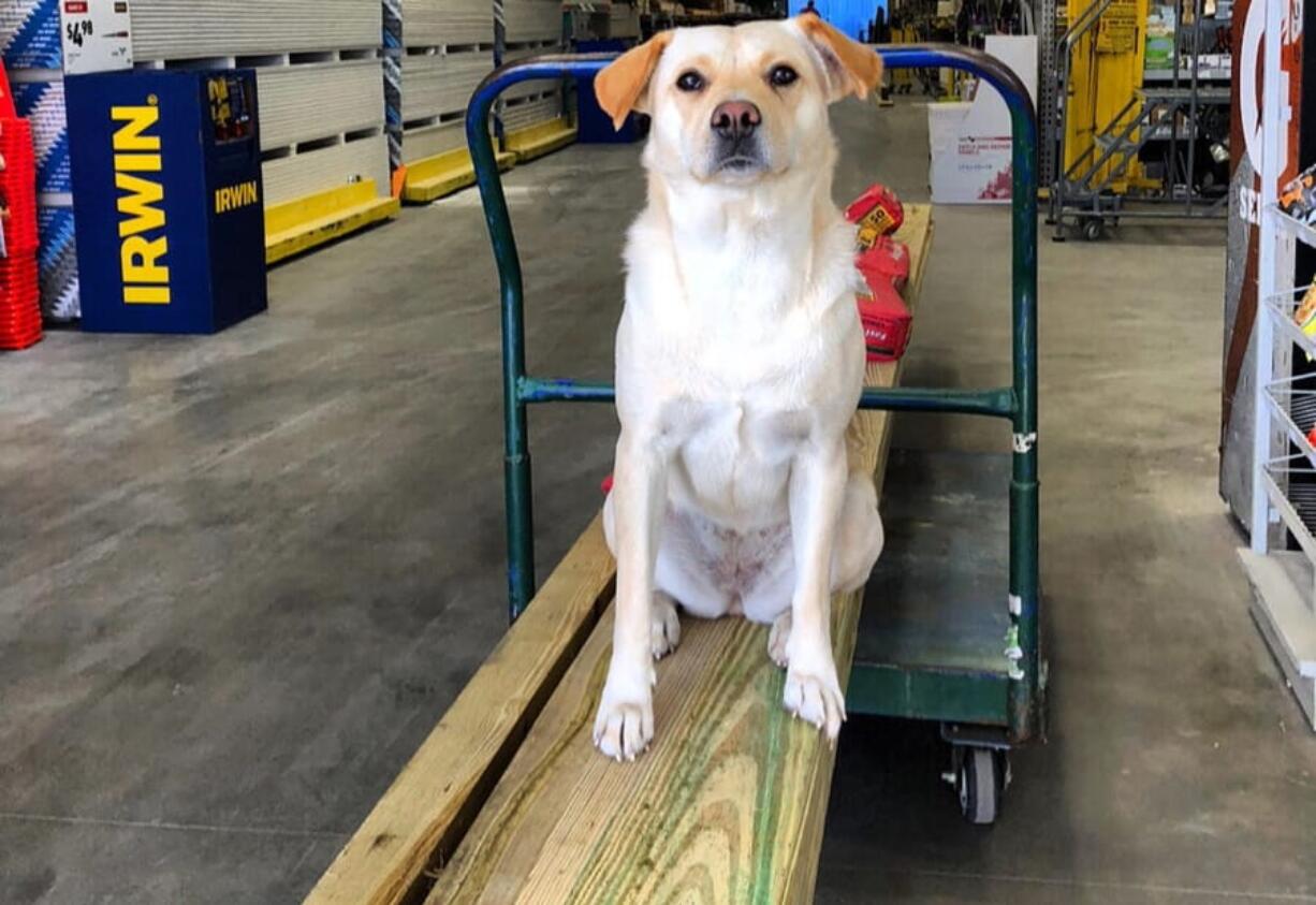 This undated photo provided by Ben Brengle shows his dog Bella. Brengle, of South Carolina, is offering $10,000 for the safe return of his dog after someone stole his truck with the pet inside.