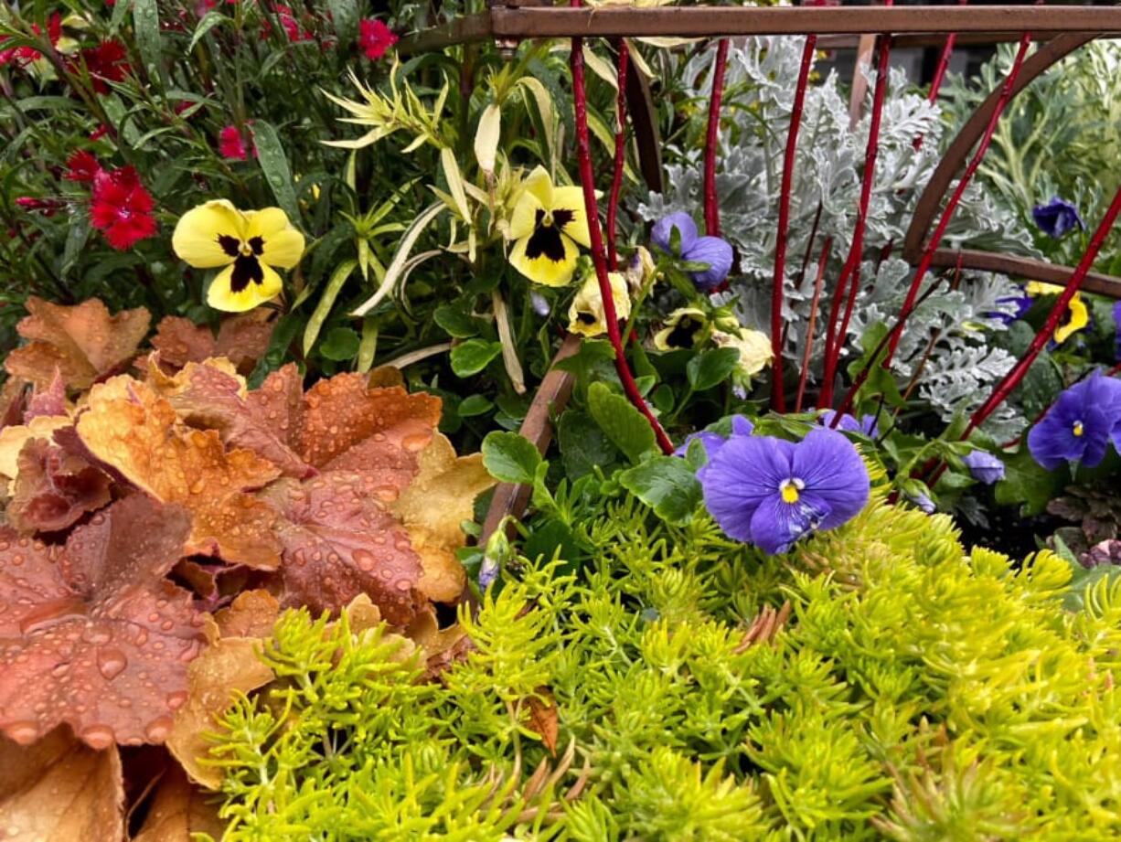 Copper-leafed hechera varieties are perfect pansy partners and look stunning with Lemon Coral sedum (James Winter/TNS) (James Winter/TNS)