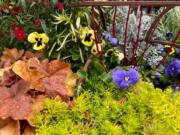 Copper-leafed hechera varieties are perfect pansy partners and look stunning with Lemon Coral sedum (James Winter/TNS) (James Winter/TNS)