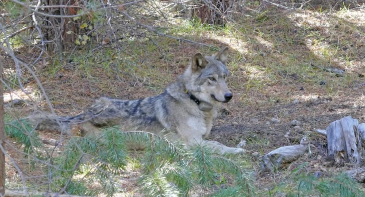 After they put a GPS tracking collar on her in 2017, Oregon biologists took this photo of the wolf they labeled OR-54. She was found dead Wednesday in Shasta County, Calif., after making a remarkable 8,700-mile journey looking for a mate though three states. (U.S.