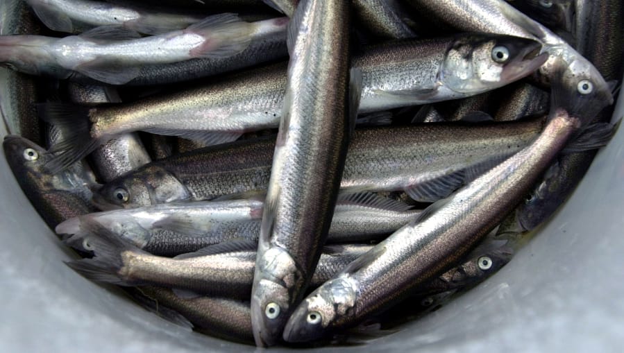 One-day smelt dip net fishery announced for Cowlitz River on March