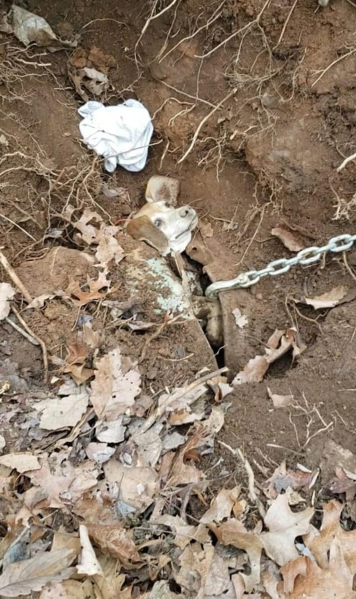 A missing dog case took a strange turn in Franklin County, Va., when the owners realized their beagle was trapped underground in a buried vehicle.