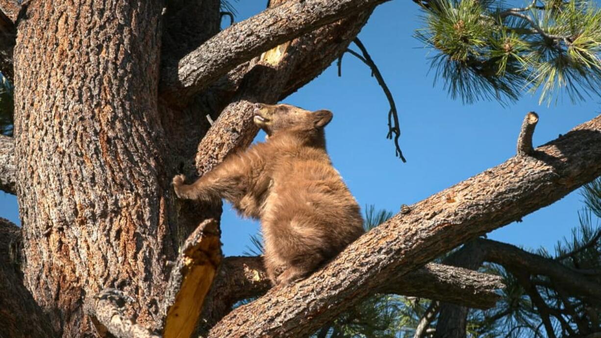 &quot;It&#039;s hard to know if the bears are his spirit animal, or it&#039;s the other way around,&quot; a UC Santa Barbara expert says of Searles.