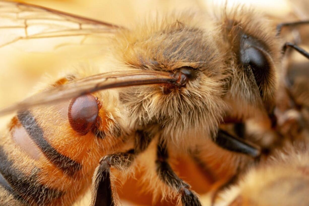 A Varroa mite, a common pest that can weaken bees and make them more susceptible to pathogens, feeds on a honey bee.