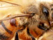 A Varroa mite, a common pest that can weaken bees and make them more susceptible to pathogens, feeds on a honey bee.