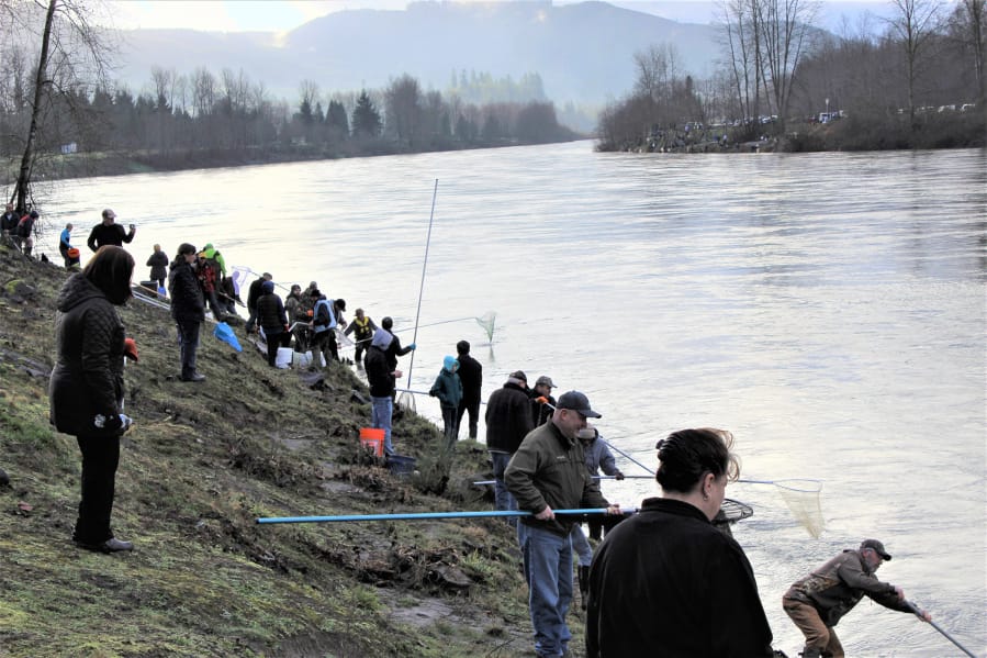 Second day of smelt dipping approved for Cowlitz River - The Columbian