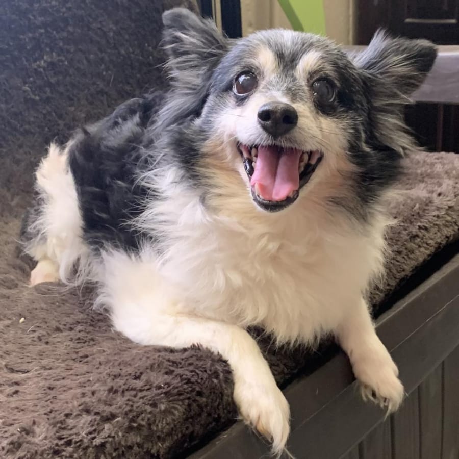 Princess believes in fairy tales that come true! She dreams of a warm home with soft dog beds and lots of belly rubs. She&#039;s a loving, laid-back retiree who enjoys a lap or a bed at your desk.